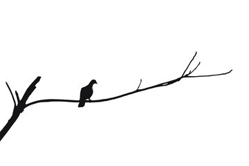 A clean bird silhouette perched on a branch against a white background, perfect for logos, minimalist art, nature posters, branding, web design, print templates, and creative graphic projects.