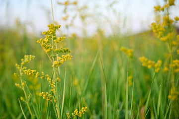 Closeup yellow flowers of lady's bedstraw (Galium verum).