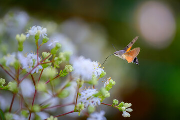 Macro of a flying hummingbird hawkmoth