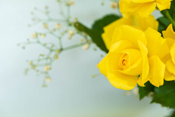 黄色のバラ
