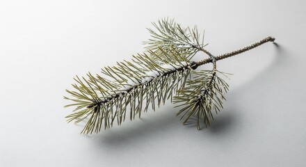 Nature Detail: Single Frosted Pine Sprig with Shadow in Minimalist Studio Setting