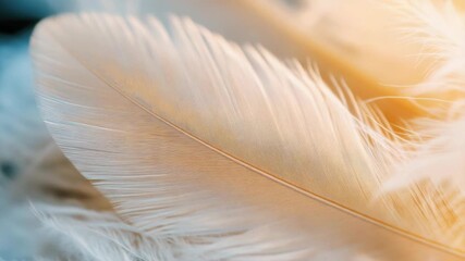 Video A close-up view of soft and fluffy white feathers - Powered by Adobe