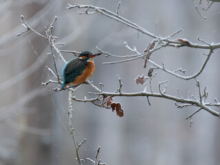 ptaki śnieg gałęzie portrety zimowe w lesie