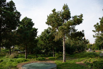 A beautiful green lawn in Zaryadye Park in Moscow in summer