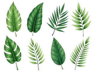 Obraz premium Fresh and green tropical leaves on a plain white background, perfect for branding or design projects