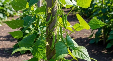 Green bean plant climbing on a wooden pole in the garden.