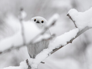 ptaki śnieg gałęzie portrety zimowe w lesie © Colorful Soul