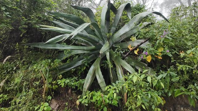 The Spiral Pattern and Spiked Edges of the Agave Leaves, Highlighting the Intricate Detail and the Survival Adaptations of the Succulent Species.