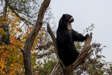 zwierzęta w zoo słoń, kapibara, renifer niedźwiedź
