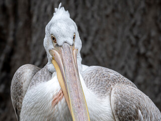 zwierzęta w zoo słoń, kapibara, renifer niedźwiedź © Colorful Soul
