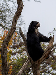 zwierzęta w zoo słoń, kapibara, renifer niedźwiedź