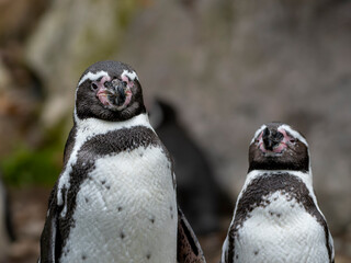 zwierzęta w zoo słoń, kapibara, renifer niedźwiedź © Colorful Soul