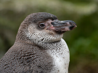 zwierzęta w zoo słoń, kapibara, renifer niedźwiedź © Colorful Soul