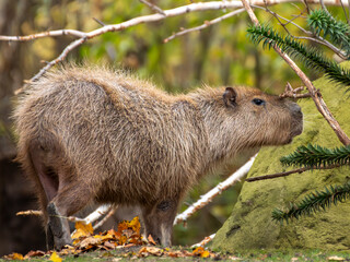 zwierzęta w zoo słoń, kapibara, renifer niedźwiedź © Colorful Soul
