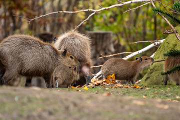 zwierzęta w zoo słoń, kapibara, renifer niedźwiedź © Colorful Soul