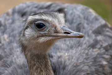 zwierzęta w zoo słoń, kapibara, renifer niedźwiedź © Colorful Soul