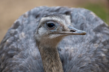 zwierzęta w zoo słoń, kapibara, renifer niedźwiedź