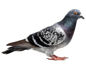pigeon on isolated background