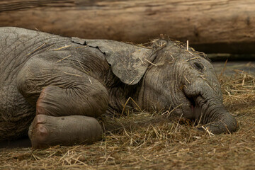 zwierzęta w zoo słoń, kapibara, renifer niedźwiedź