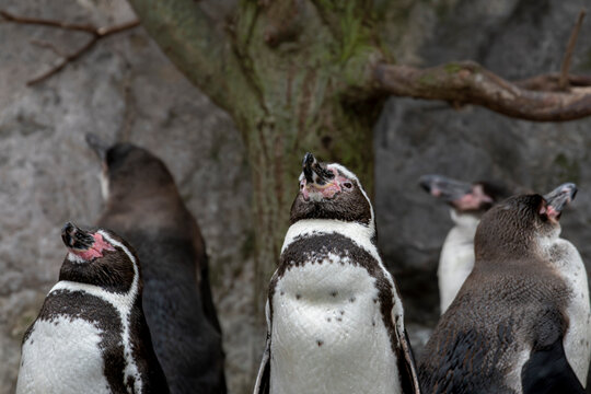 zwierzęta w zoo słoń, kapibara, renifer niedźwiedź