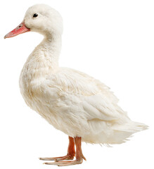 white duck on isolated background