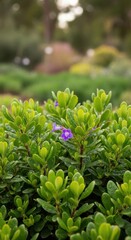 Fototapeta premium Vibrant purple flower on dew-kissed green foliage