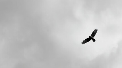 Naklejka premium Majestic Bird Soaring Through Overcast Sky with Spread Wings in a Stunning Black and White Composition Showcasing Freedom and Nature's Elegance