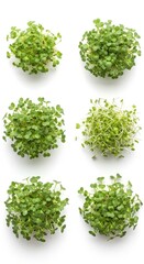 Fresh Green Sprouts Collection Isolated on White Background