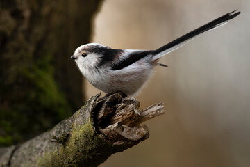 raniuszek portret w lesie na gałęzi