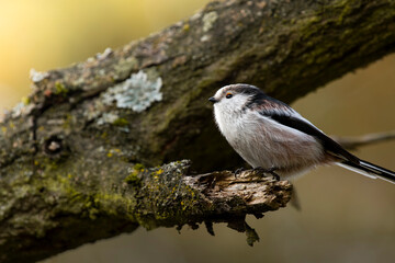 raniuszek portret w lesie na gałęzi