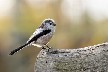 raniuszek portret w lesie na gałęzi