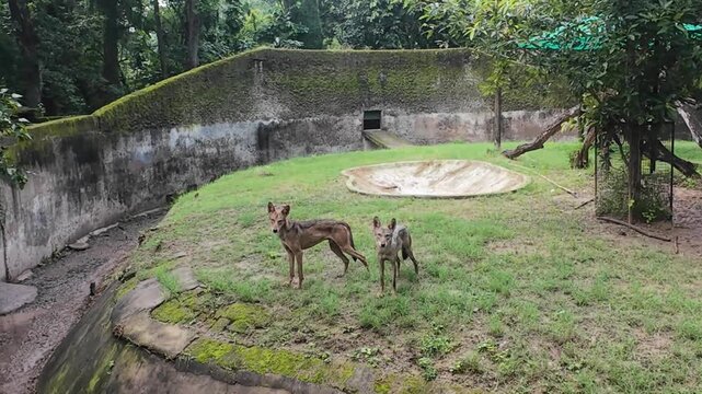 Two wild jackals standing in their grassy enclosure at a public zoo in Chandigarh, India.