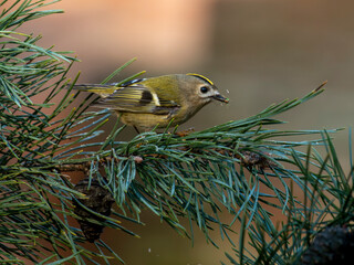 mysikr&oacute;lik portret w lesie na gałęzi