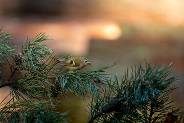mysikr&oacute;lik portret w lesie na gałęzi