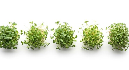 Obraz premium Rows of fresh microgreens on a white background