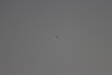 A plane flies in the sky before sunset with its exhaust out. © mushtaq