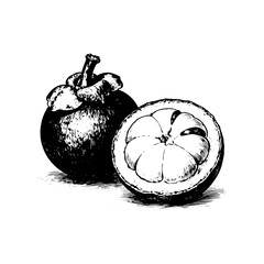 Hand-drawn Mangosteen Fruit Sketch