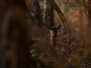 daniele w lesie czarny czarna dama byk