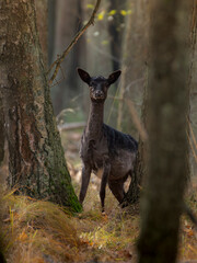 daniele w lesie czarny czarna dama byk