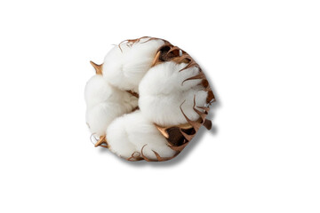 Close-Up Of White Cotton Boll For Textile And Fabric Stock.