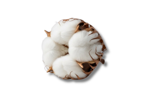 Close-Up Of White Cotton Boll For Textile And Fabric Stock.