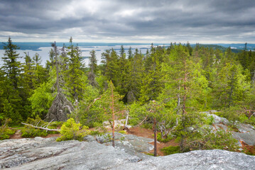 Koli National Park in the municipalities of Joensuu, Finland