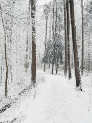 it is snowing heavily in the park, large flakes of snow are slowly falling on tree branches, no people, nobody