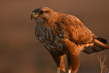 Mäusebussard