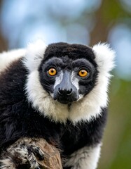 Fototapeta premium A close-up portrait of a lemur with striking black, white, and brown fur, and big yellow eyes, peering forward