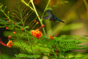 Fototapeta premium Kolibri in Costa Rica