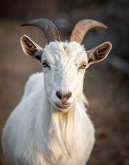 A close-up portrait of a white goat with impressive, curved horns and a focused gaze, against a soft-focus background