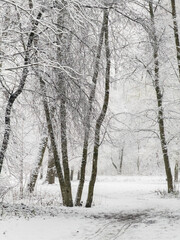it is snowing heavily in the park, large flakes of snow are slowly falling on tree branches, no people, nobody