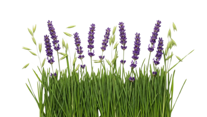 Fresh lavender flowers and lush green grass with oat stalks on a pure black background, isolated for versatile design projects.