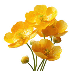 Obraz premium Bright yellow buttercup flowers bloom gracefully in a serene setting enhancing the beauty of nature